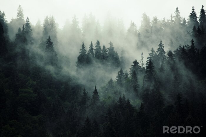 Bild Dunkelheit im wald
