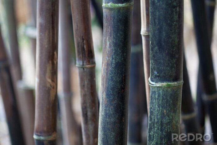 Bild Dunkle Bambusstielen