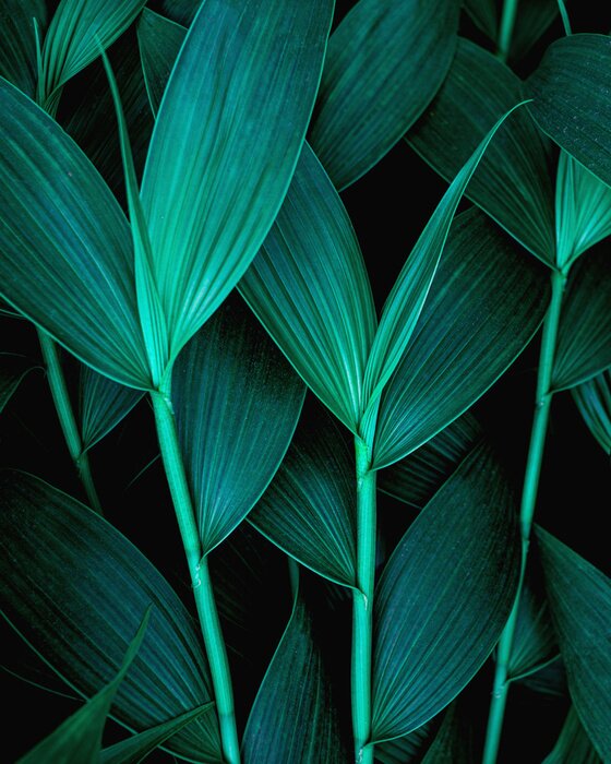 Bild Dunkle Blätter tropischer Pflanzen