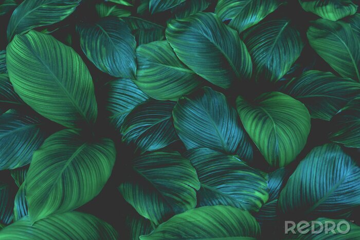 Bild Dunkle exotische Blätter