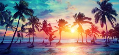 Bild Dunkle Silhouette von Palmen und Sonnenuntergang