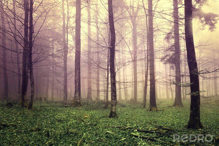 Bild Dunkler Fantasy-Wald