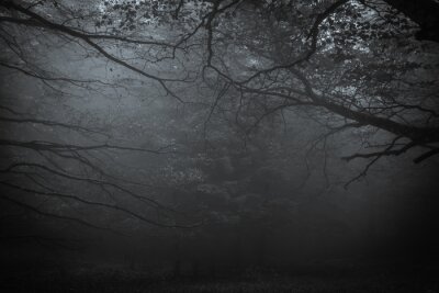 Bild Dunkler Wald im Nebel