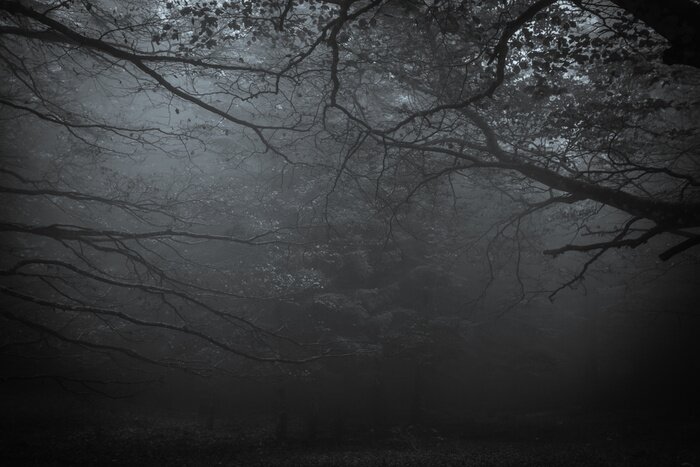 Bild Dunkler Wald im Nebel