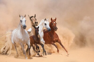 Durch die wüste galoppierende pferdeherde