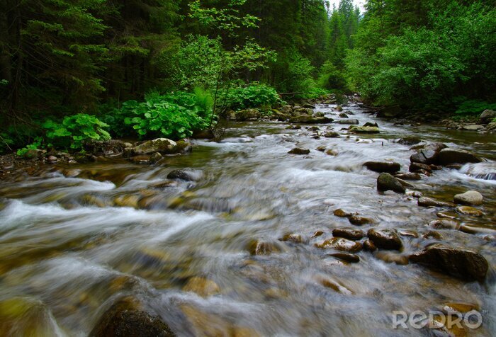 Bild Durch Wald fließender Fluss