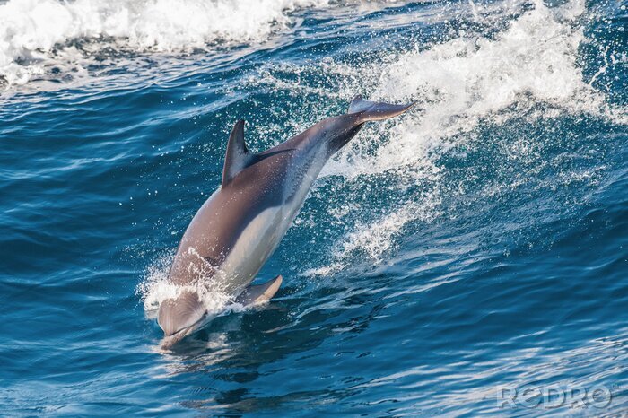 Bild Durch Wellen springender Delfin