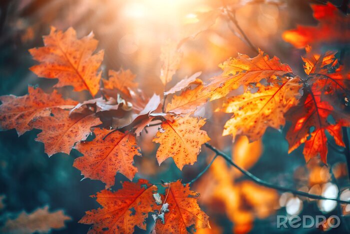 Bild Eichenblätter in der Herbstsonne