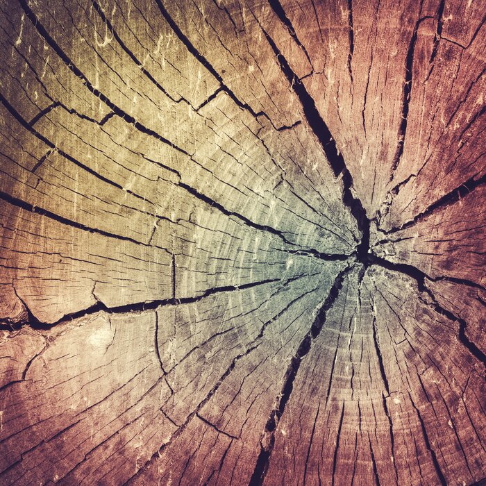 Bild Ein alter Baum mit Rissen