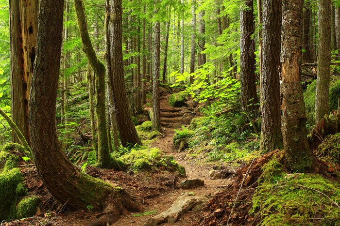 Bild Ein Bild von einem Pacific Northwest Forest Trail