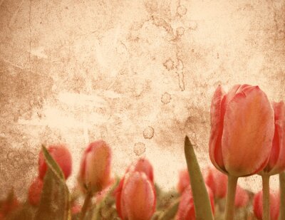 Bild Ein gealtertes Bild von Tulpen