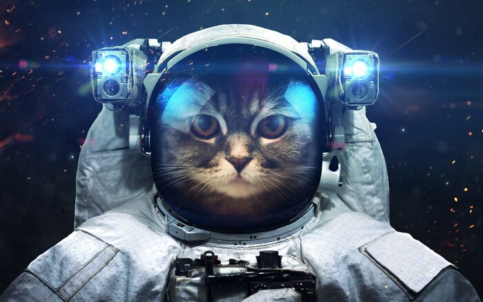 Bild Ein Katzenastronaut im Weltraum