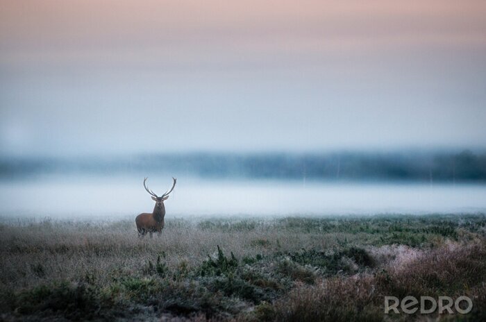 Bild Ein männlicher Hirsch auf der Wiese am Morgen