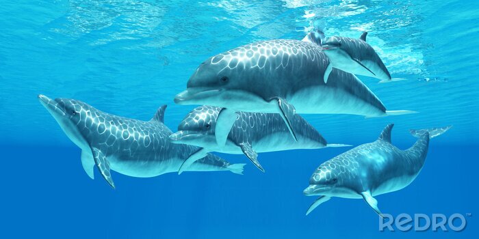 Bild Ein paar Delfine im Wasser
