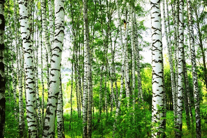 Bild Ein sonniger Birkenwald