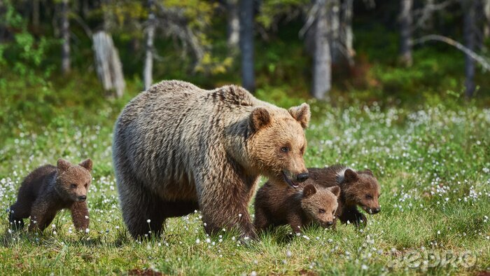 Bild Eine Bärenfamilie auf einer Waldlichtung
