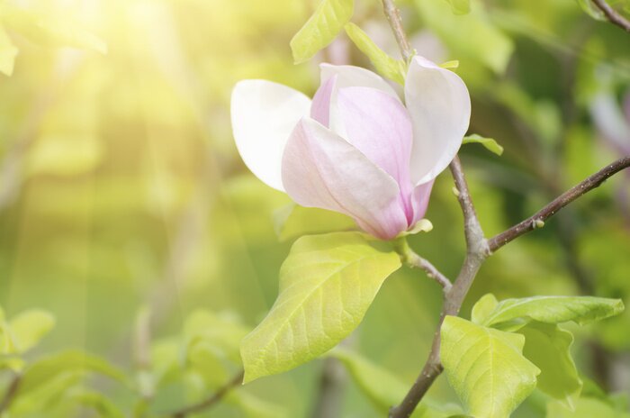 Bild Eine leuchtende Magnolie in Strahlen