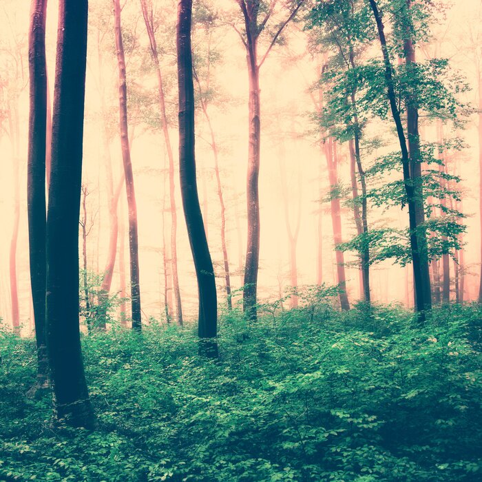 Bild Eine sepiafarbene Waldszene mit grünem Unterholz und Baumkronen