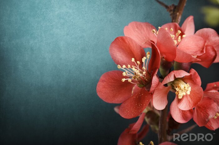 Bild Einheitliche Textur mit Blume