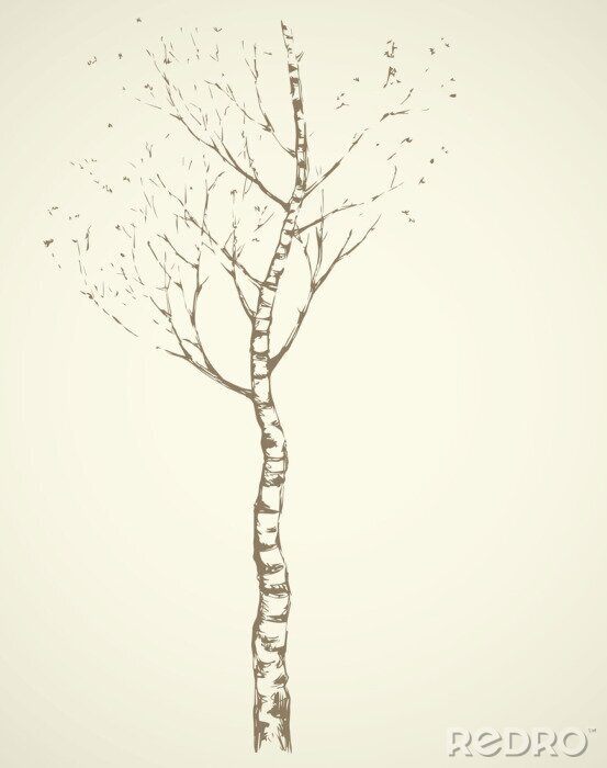 Bild Einsame Birke auf cremefarbenem Hintergrund