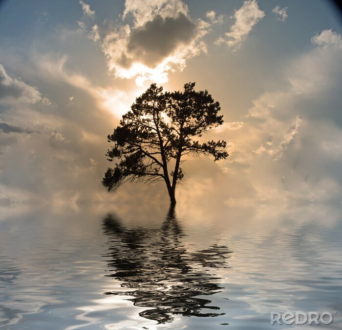 Bild Einsamer Baum direkt am Wasser
