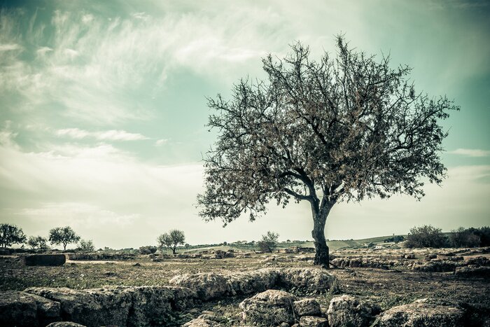 Bild Einsamer Baum im Vintage Stil