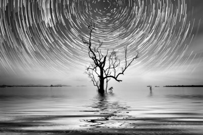 Bild Einsamer Baum und Sterne