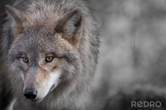 Bild Einsamer Wolf in den Bergen