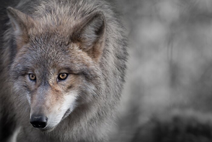 Bild Einsamer Wolf in den Bergen