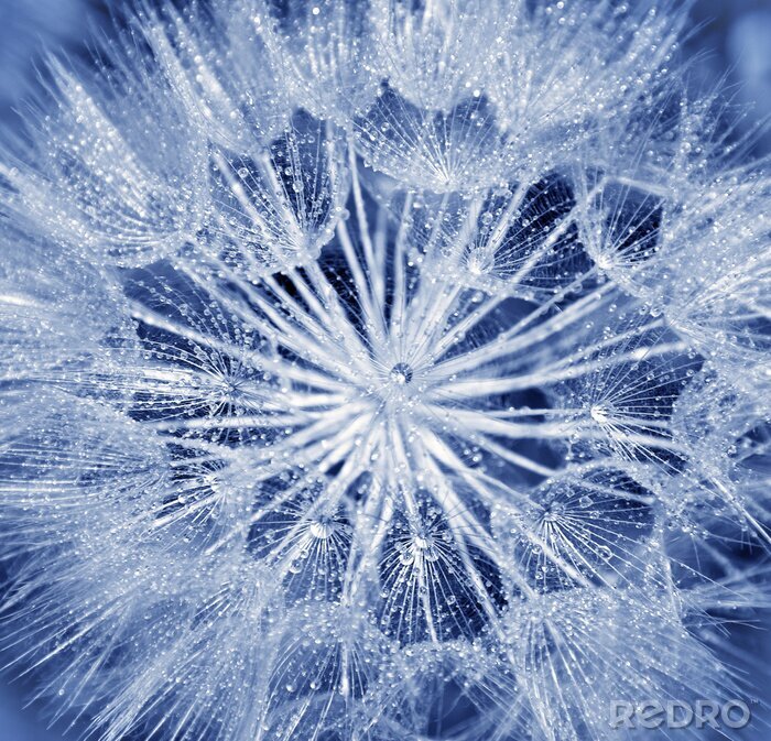 Bild Einzelne Blume vom Löwenzahn