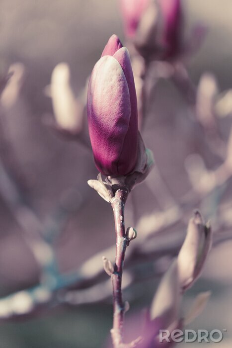 Bild Einzelne Knospe einer Magnolie