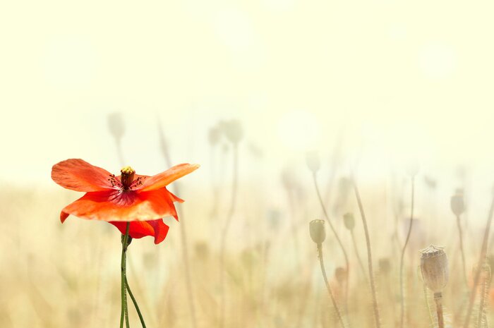 Bild Einziger Mohn inmitten der Natur