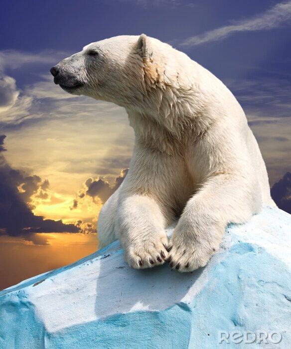 Bild Eisbär auf dem Himmel-Hintergrund