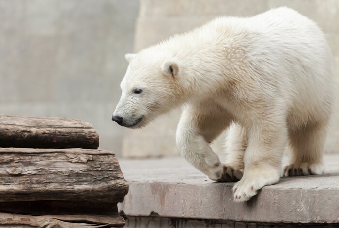 Bild Eisbär im Baum