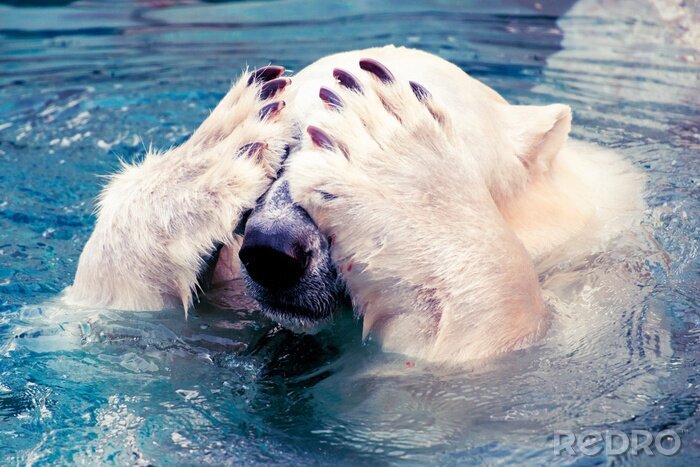 Bild Eisbär im Wasser