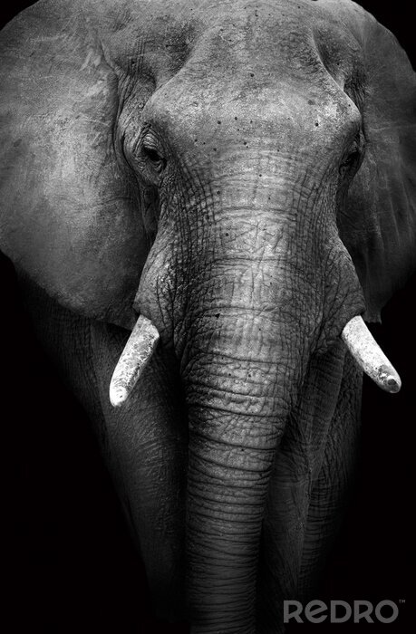 Bild Elefant auf schwarzen Hintergrund