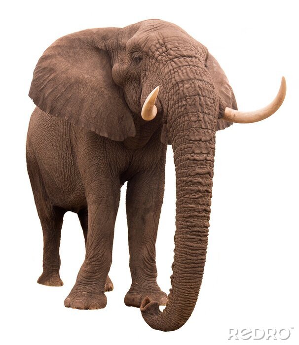 Bild Elefant auf transparentem Hintergrund