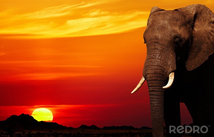 Bild Elefant, Berge und Sonne