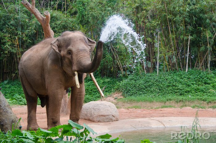 Bild Elefant, der Wasser aus dem Rüssel herauslässt