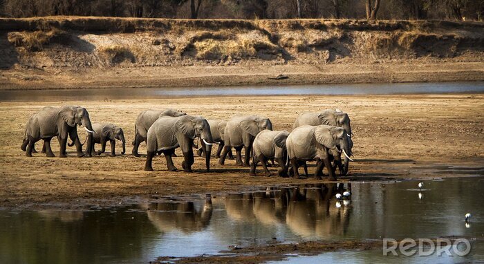 Bild Elefant und Fluss