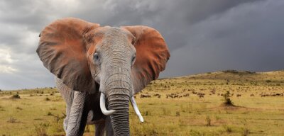 Elefant vor dem Hintergrund der Wolken