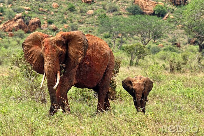 Bild Elefanten Afrika und Natur