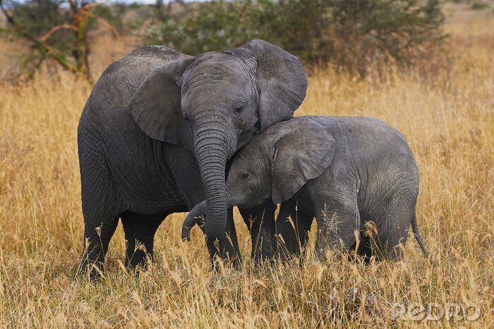 Bild Elefanten beim Spiel