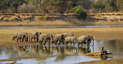 Bild Elefanten, die den Fluss überqueren
