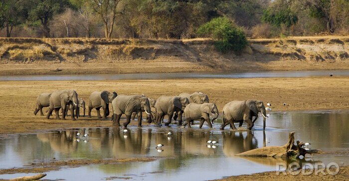Bild Elefanten, die den Fluss überqueren