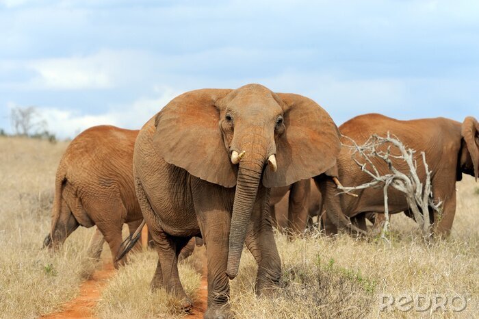 Bild Elefanten in Kenia