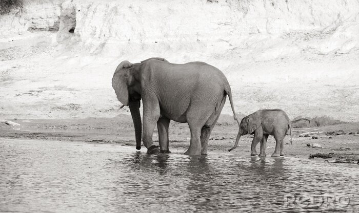 Bild Elefanten in Schwarz-Weiß
