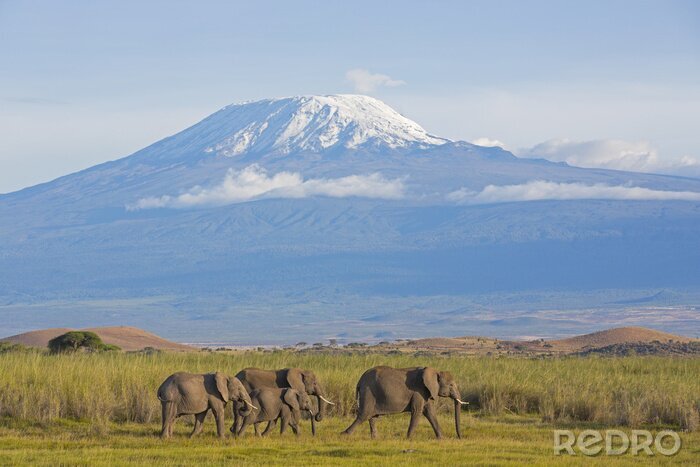 Bild Elefanten mit Bergen und Natur im Hintergrund