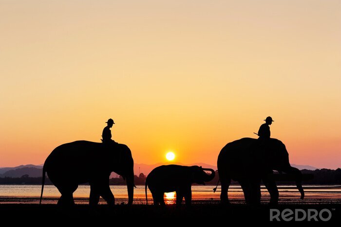 Bild Elefanten Sonnenuntergang am Strand