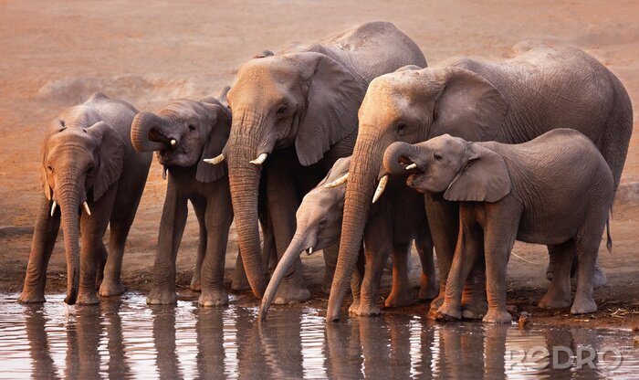 Bild Elefantenherde am Wasser